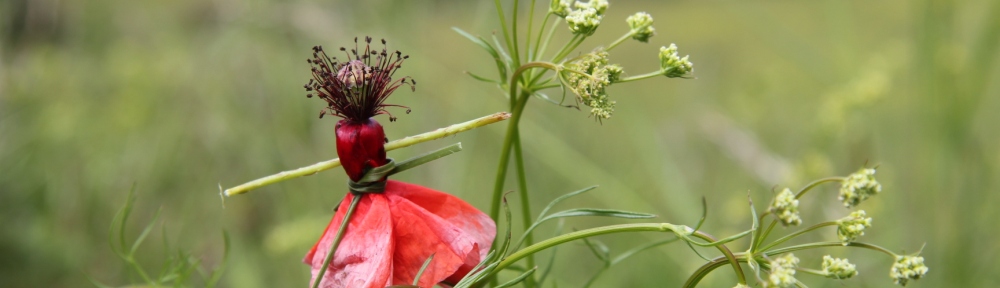 Sophie lemonnier. En compagnie des plantes