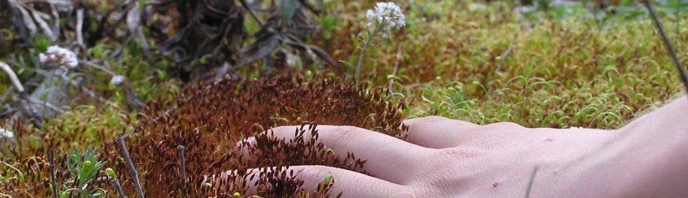 Sophie lemonnier. En compagnie des plantes