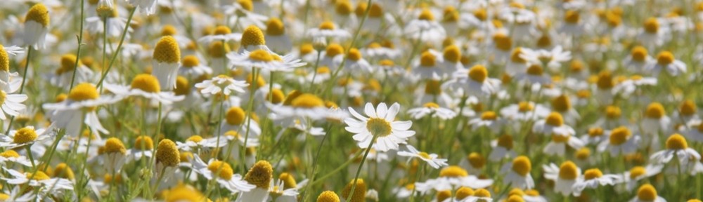 Sophie lemonnier. En compagnie des plantes