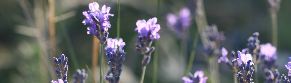 Sophie lemonnier. En compagnie des plantes