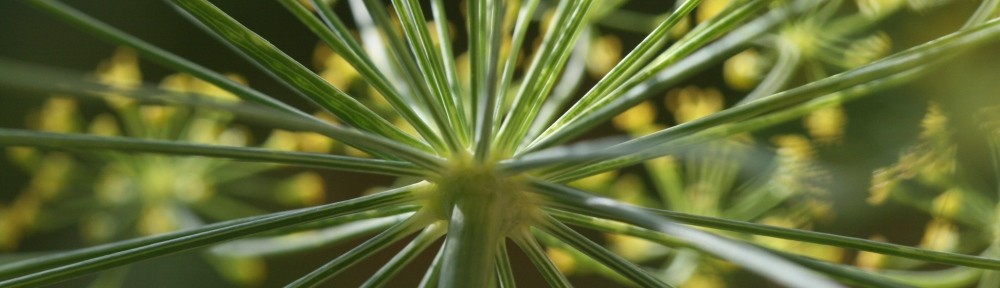 Sophie lemonnier. En compagnie des plantes