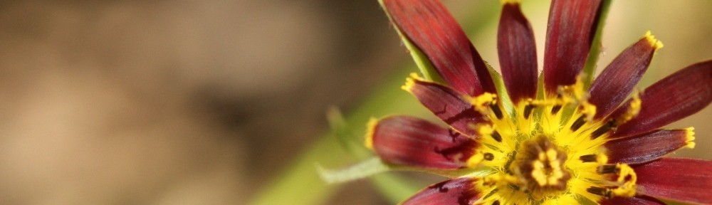 Sophie lemonnier. En compagnie des plantes